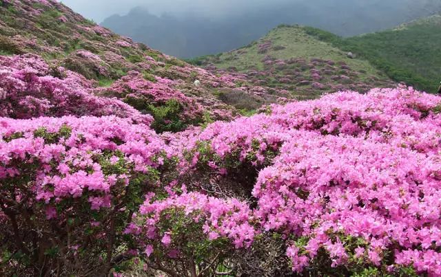 珀洱半坡，在竹海樹林之間盡享山間好風(fēng)光