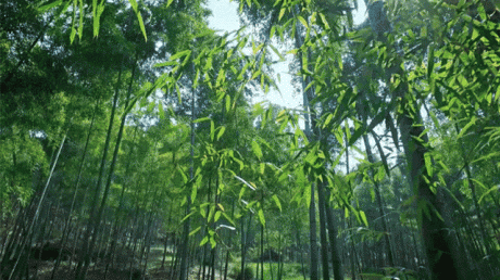 熹園茶宿，禪茶一宿悠然山水間