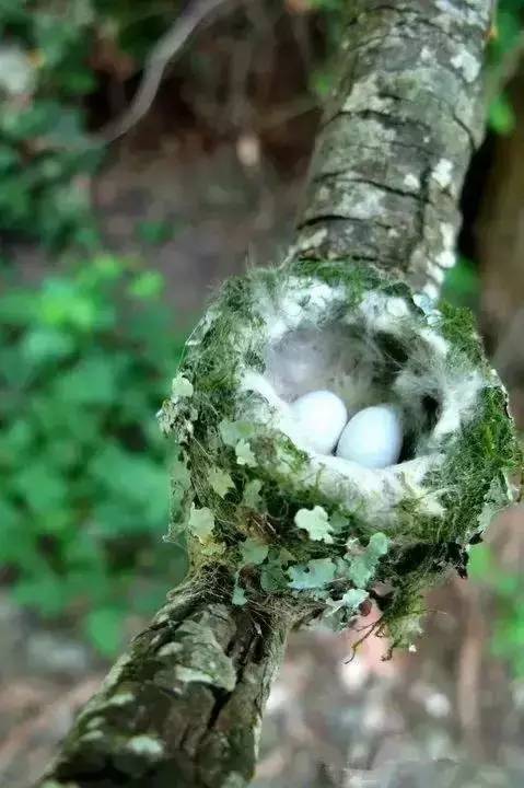 唯美風景圖片：春天充滿生機的鳥語花香！