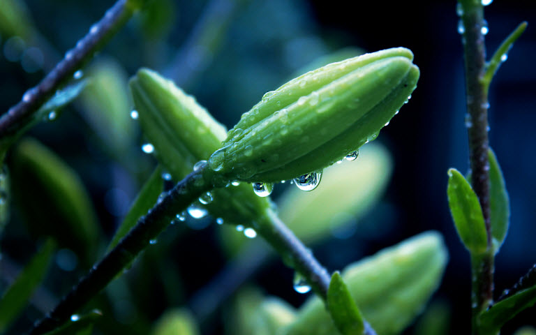 擺設(shè)植物也有風(fēng)水禁忌？還不趕快學(xué)！